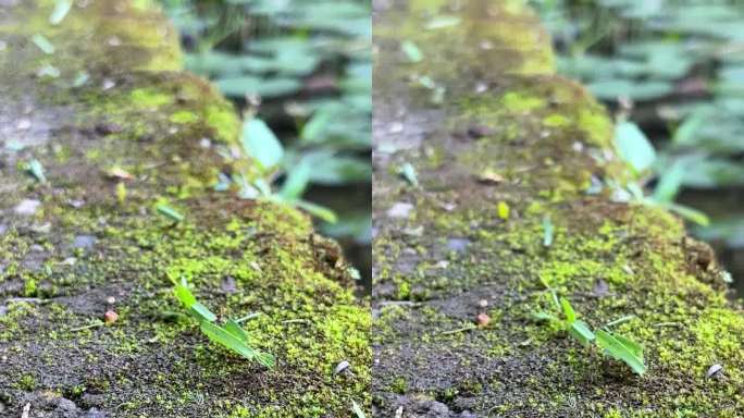 蚂蚁搬运树叶的特写镜头