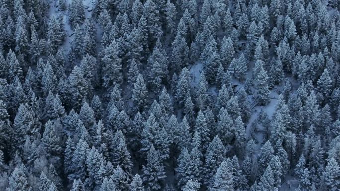 科罗拉多州圣诞节阴影冷蓝色落基山脉下雪下冰霜第一雪松树森林常绿莫里森丹佛山蓝天埃文斯电影航拍无人机滑