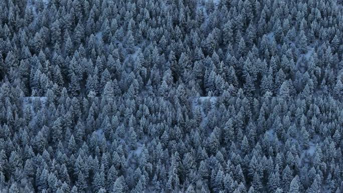 科罗拉多州圣诞节阴影冷蓝色落基山脉下雪下冰霜第一雪松树森林常绿莫里森丹佛山蓝天埃文斯电影航拍无人机滑