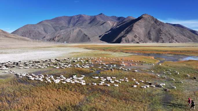 4K航拍西藏阿里班公湖羊群遍野