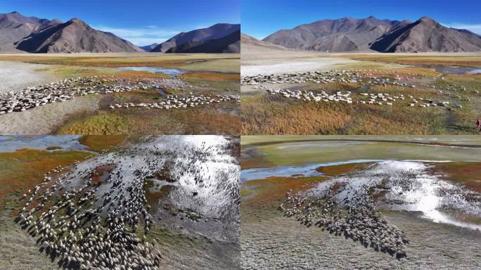 4K航拍西藏阿里班公湖羊群遍野