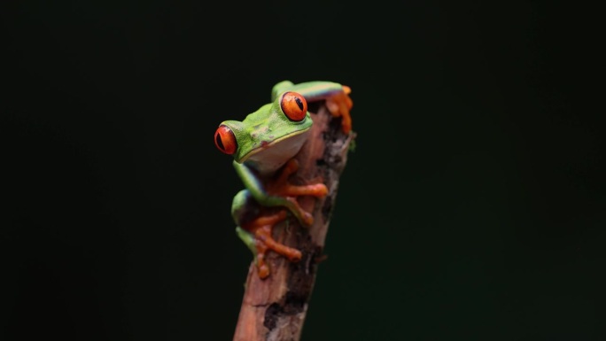 哥斯达黎加的红眼树蛙