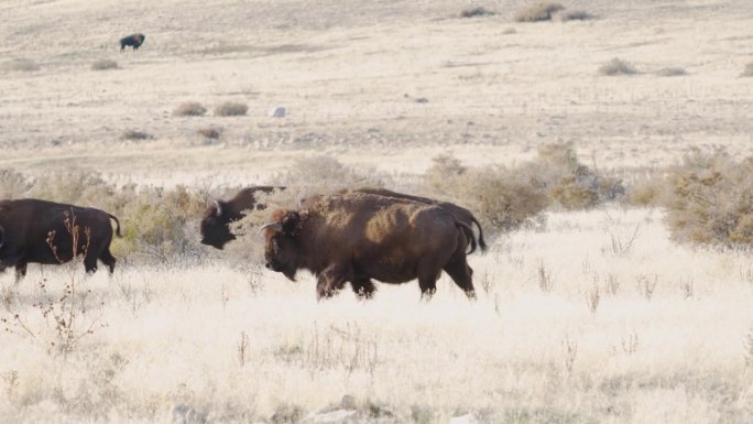 美洲野牛群在草原平原上奔跑