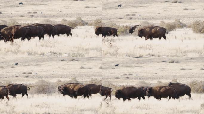 美洲野牛群在草原平原上奔跑
