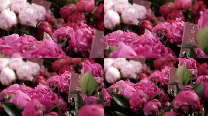 高质量的慢动作视频，以浅粉色和深粉色的牡丹为特色，右侧有一个难以辨认的标志