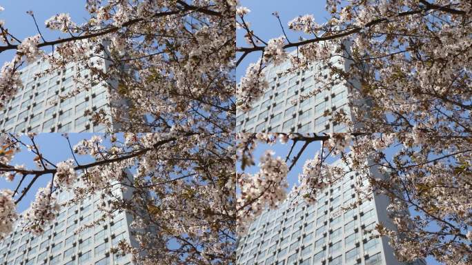 春天 绿树 花开 红花 粉红色花 学园