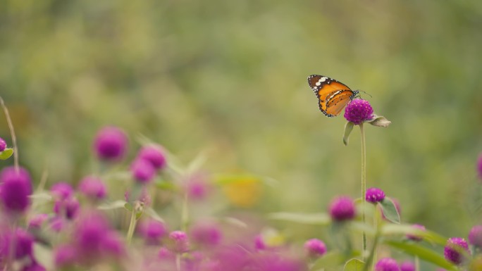 蝴蝶昆虫从千日红花上飞走| 千日红花卉