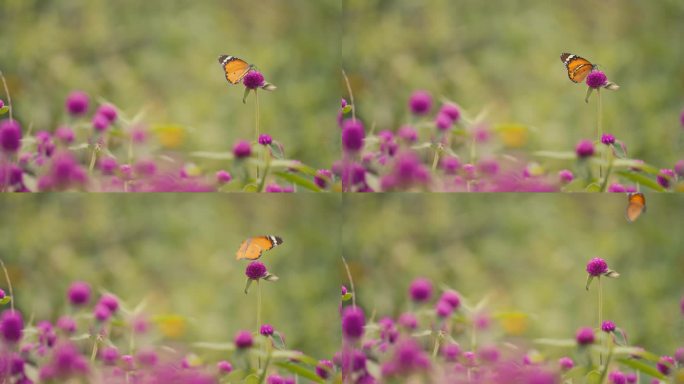 蝴蝶昆虫从千日红花上飞走| 千日红花卉