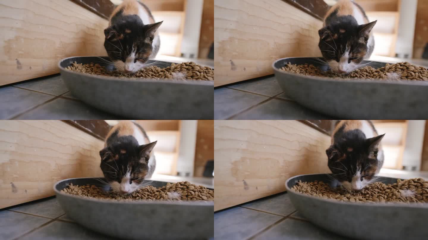 一只花布猫从一个大罐头里吃猫食的慢动作镜头。