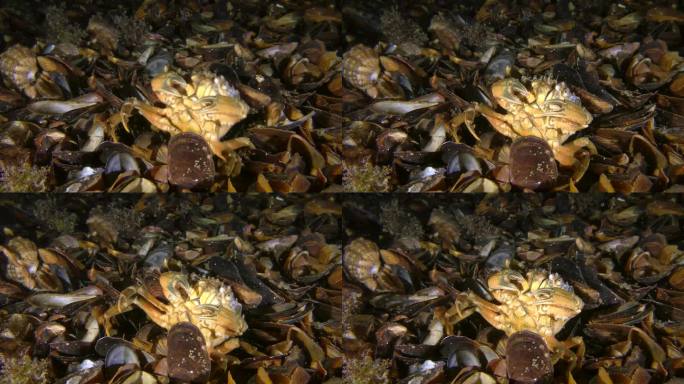 一个罕见的行为时刻:绿蟹在海底的贝壳上抓自己的背。