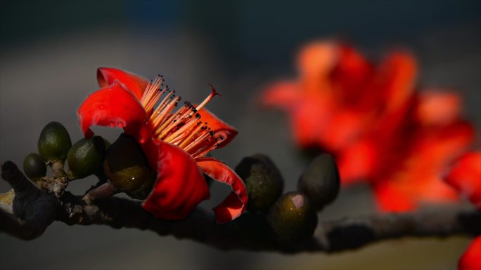 攀枝花市花