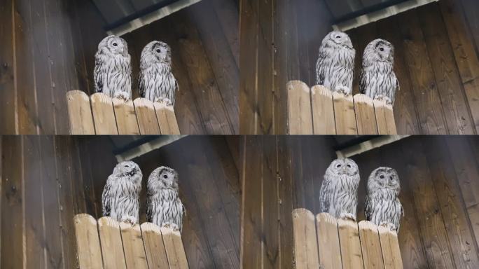 两只灰猫头鹰正坐在笼子里的架子上四处张望。射击猛禽