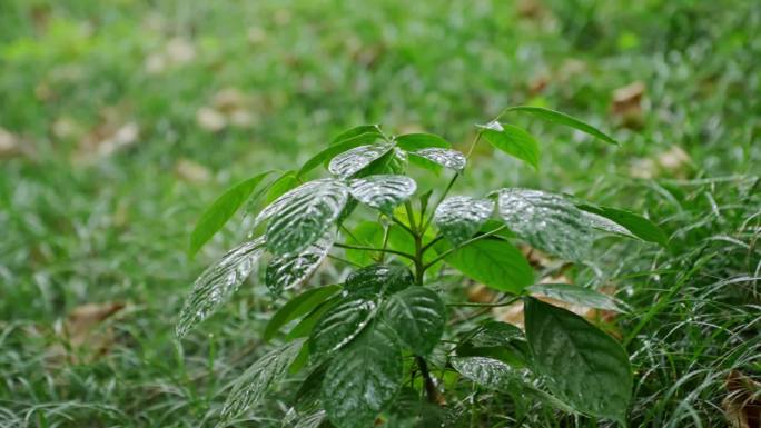 高清雨天雨水下雨空镜头