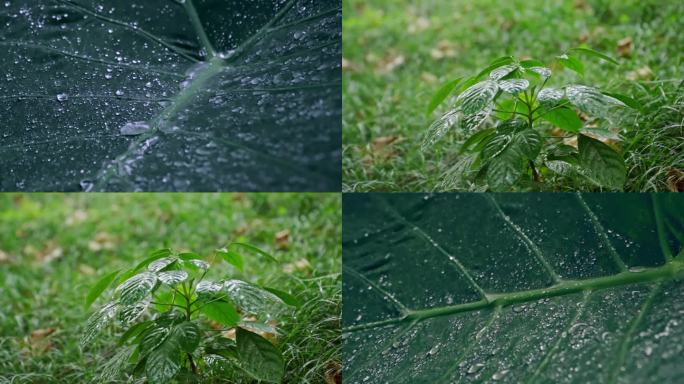 高清雨天雨水下雨空镜头