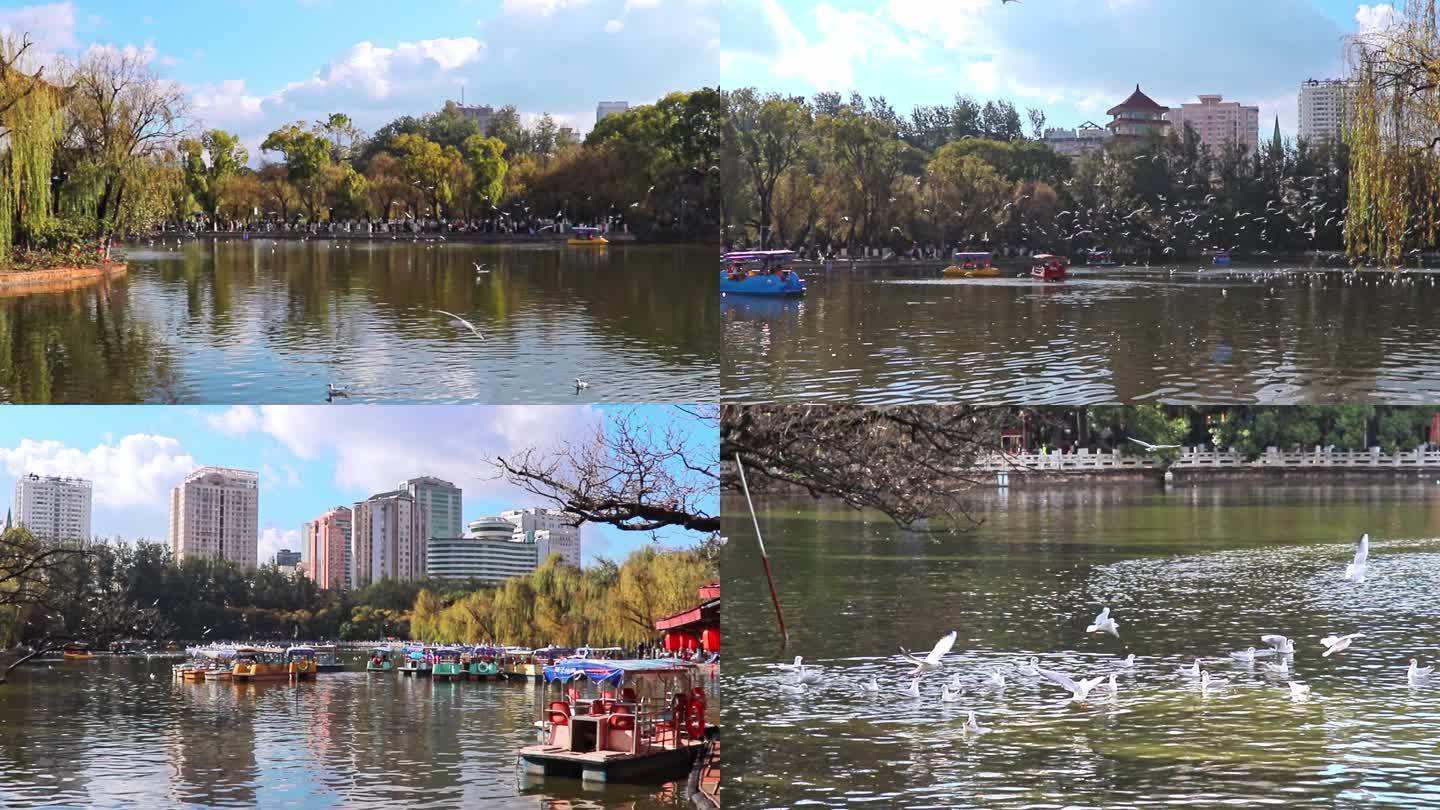 云南昆明翠湖公园海鸥视频素材