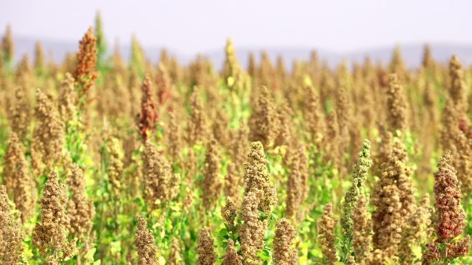 藜麦 静乐 山西 植物生长 丰收