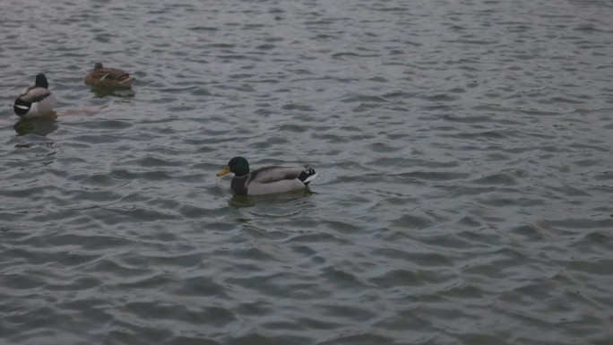 鸭子在巴黎杜伊勒里花园附近的喷泉中滑行