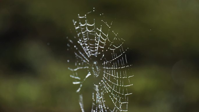 一张缀着露珠的精致蜘蛛网悬浮在空中。