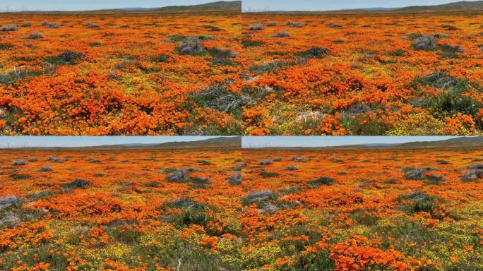 羚羊谷罂粟保护区野花超级盛开多莉回到美国加州兰开斯特