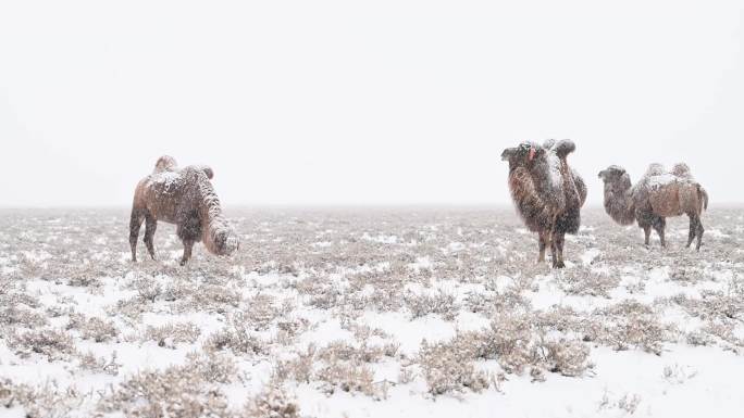雪中骆驼 觅食的骆驼 雪花飘  草原骆驼