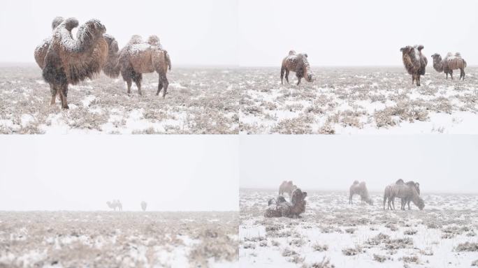 雪中骆驼 觅食的骆驼 雪花飘  草原骆驼