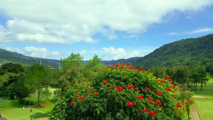 在印度尼西亚巴厘岛的绿色高尔夫球场上，盛开着红花的龙葵树。王家龙花另一个名字是皇家Poinciana
