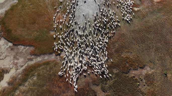 航拍西藏阿里班公湖羊群遍野