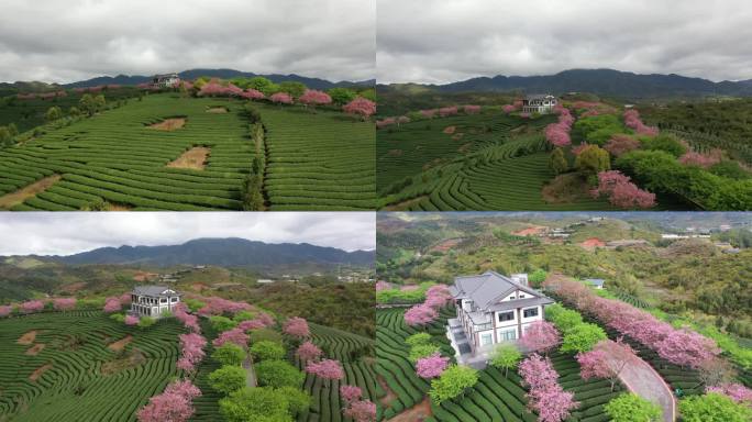 福建省龙岩市漳平市永福樱花园自然风光航拍