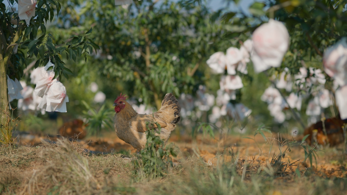 生态农业园养鸡林下养鸡土鸡养殖