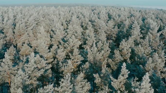 美丽的白雪皑皑的森林在冬天霜冻的日子。俯瞰惊人的松树林景观。公园森林的风景。冬季霜冻森林的自然高架景