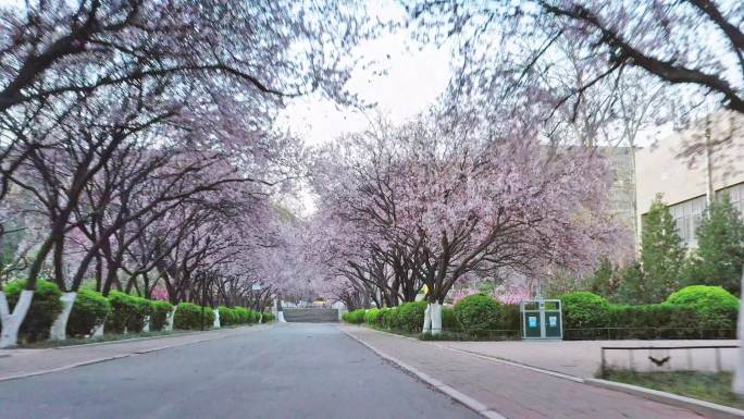 鲜花盛开在道路两旁