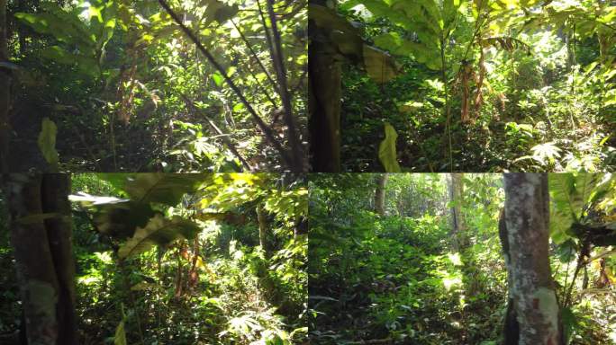 阳光透过雨林 4k 实拍