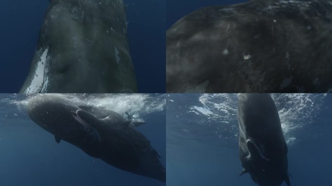 体验抹香鲸回声的奇妙声音——定位潜水员并靠近相机。这段视频的高潮是鲸鱼眼睛的放大镜头