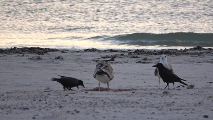 海鸟在海滩上吃新生灰海豹的胎盘，海鸥和渡鸦在争论