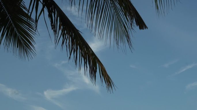 椰树叶衬蓝天