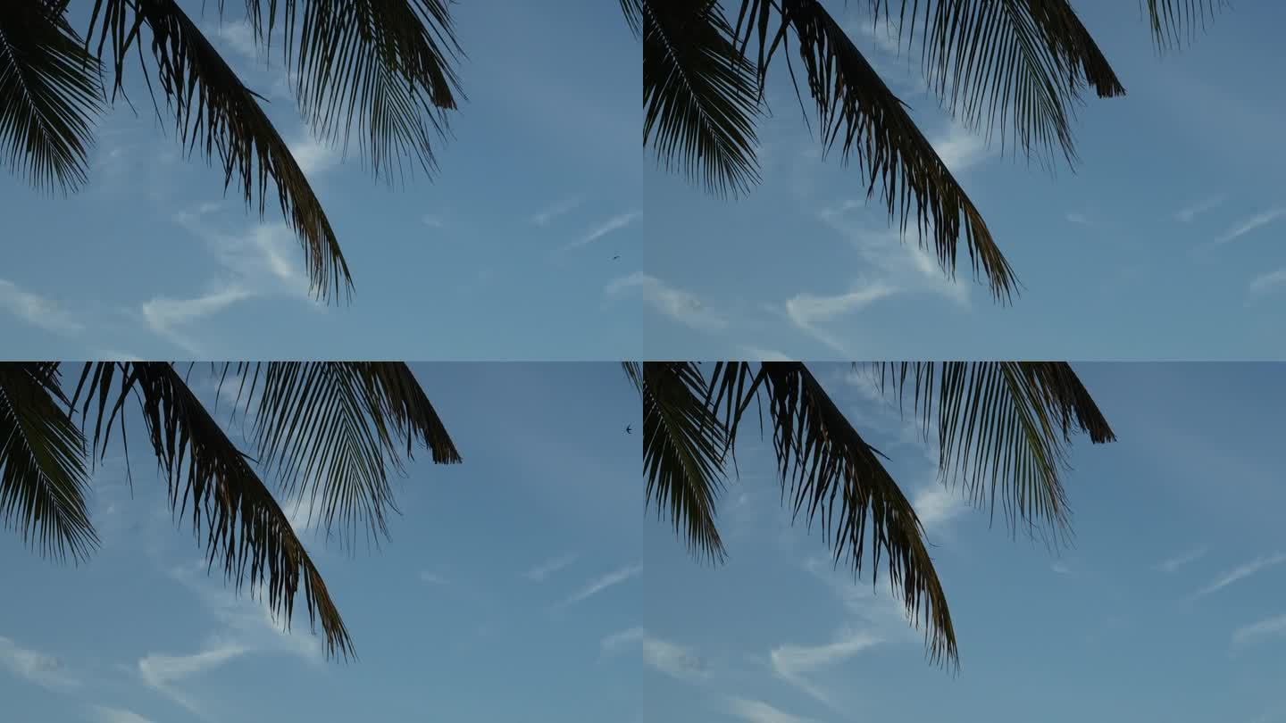 椰树叶衬蓝天
