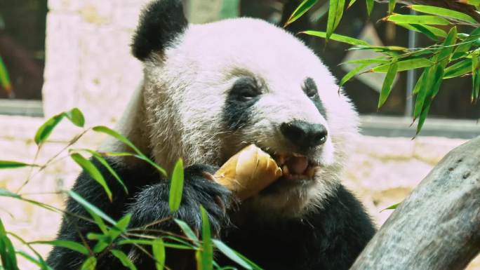 广州长隆野生动物园大熊猫进食