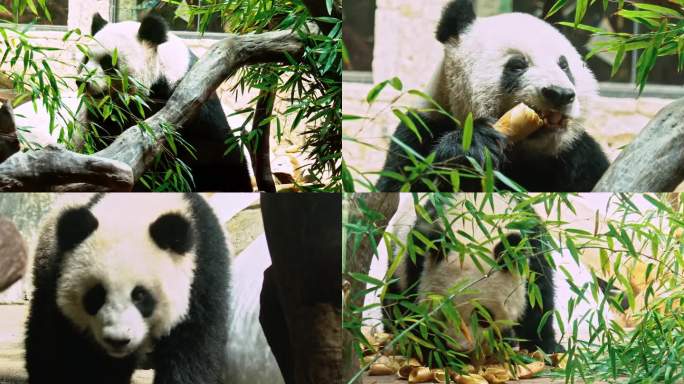 广州长隆野生动物园大熊猫进食