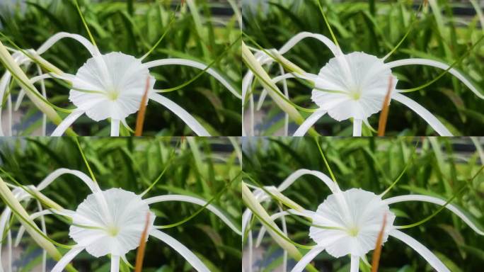 一朵带着绿叶的白花