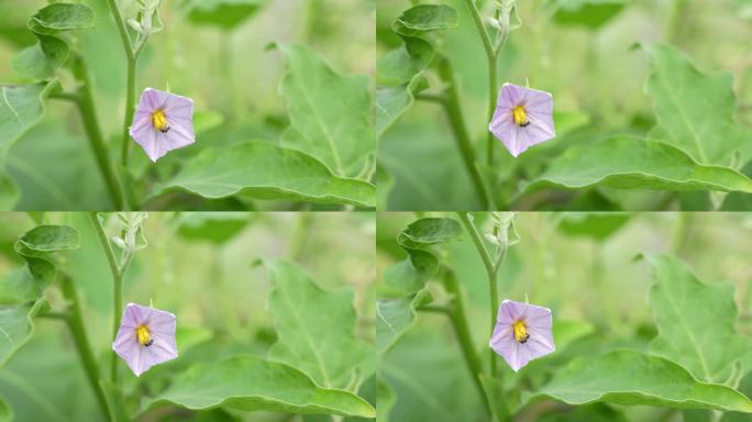 茄子花在房子旁边的花园里生长，没有化学物质。吃对健康有好处。