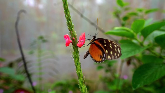 在哥斯达黎加的蓝色形态蝴蝶和橙色和黑色蝴蝶的特写镜头