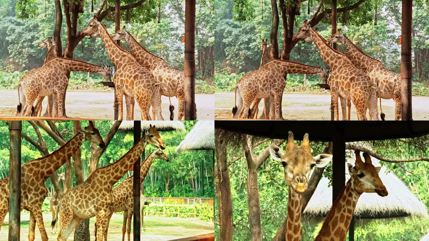 广州长隆野生动物园长颈鹿