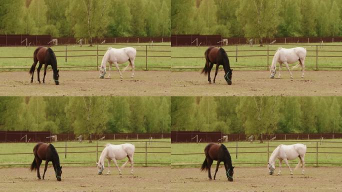 马跑运动，马吃草。牧场上美丽的白色母马。棕色种马，盛装舞步。在户外喂养家畜。自然，夏日景观。