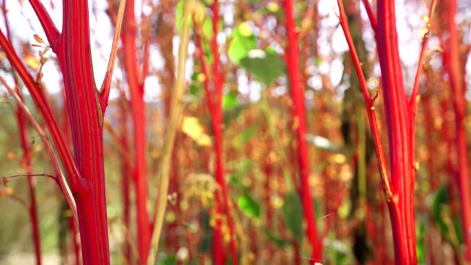 藜麦 静乐 山西 植物生长 丰收