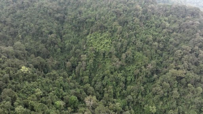 俯视图，鸟瞰图的混交林，绿色的落叶树木与雾云。雨林丰富的自然生态系统概念是关于保护和自然再造林