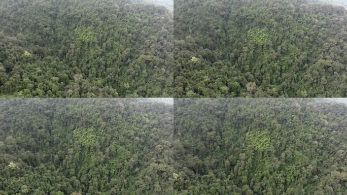 俯视图，鸟瞰图的混交林，绿色的落叶树木与雾云。雨林丰富的自然生态系统概念是关于保护和自然再造林