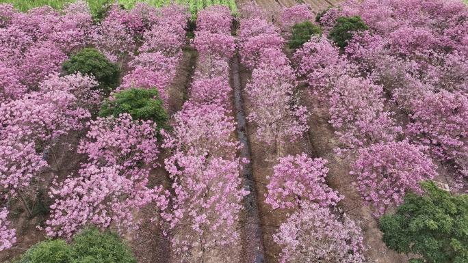 中国广东省广东省广州市南沙马克村紫花风铃