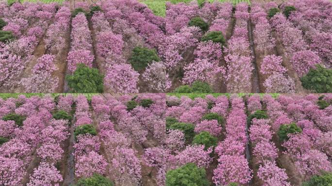 中国广东省广东省广州市南沙马克村紫花风铃