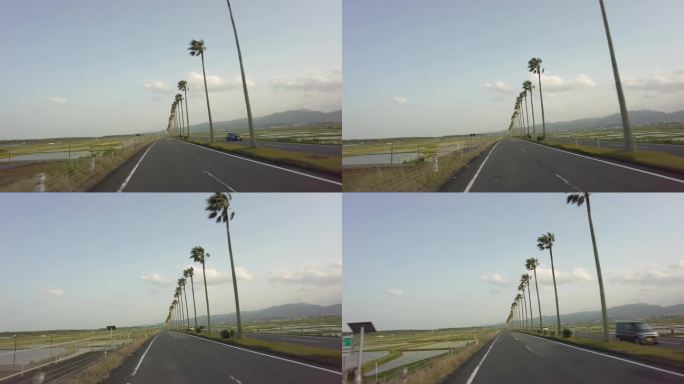 日本宫崎县棕榈树林立的道路