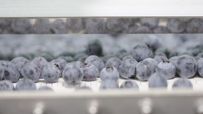 蓝莓基地生产线包装及实验